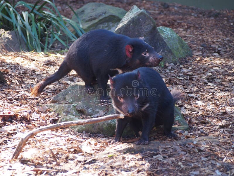Tasmanian devils are in danger of extinction royalty free stock photography Tasmanian devils are in danger of extinction royalty free stock photography