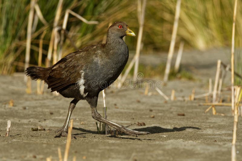 Tasmanisch nativehen - Tribonyx-mortierii - flugunfähige Schiene und eins von zwölf Spezies Vögel, die zur australischen Insel vo stockfoto Tasmanisch nativehen - Tribonyx-mortierii - flugunfähige Schiene und eins von zwölf Spezies Vögel, die zur australischen Insel vo stockfoto