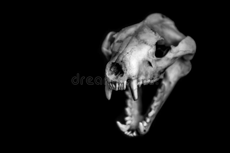 Tasmanischer Tigerschädel lizenzfreie stockfotografie Tasmanischer Tigerschädel lizenzfreie stockfotografie