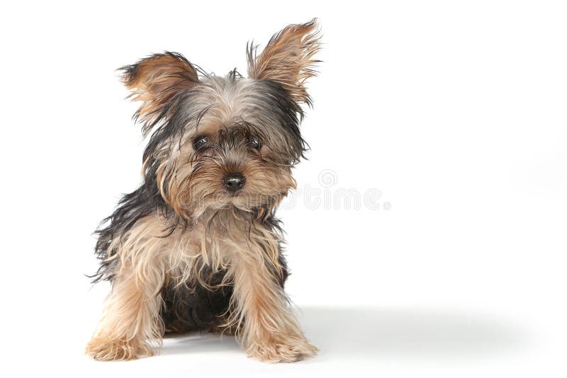 Tasse de thé Yorkshire Terrier sur le fond blanc photographie stock libre de droits Tasse de thé Yorkshire Terrier sur le fond blanc photographie stock libre de droits