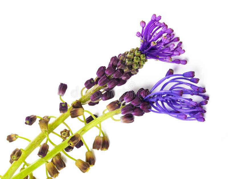 Tassel hyacinth flowers stock photo. Image of perennial 218238650
