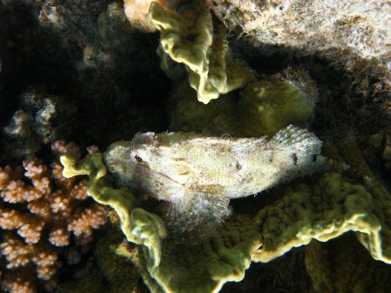 Tassled koralowy scorpionfish