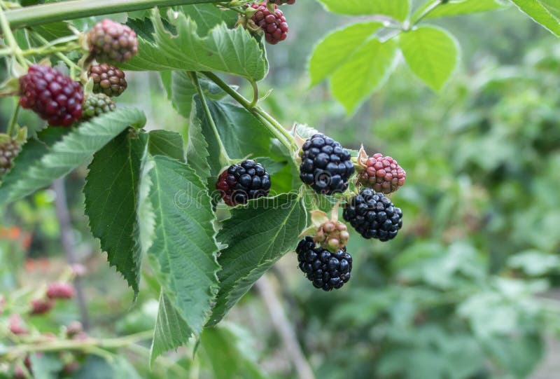Taste Blackberry Bush in the Summer. Blackberry Benefits Stock Photo