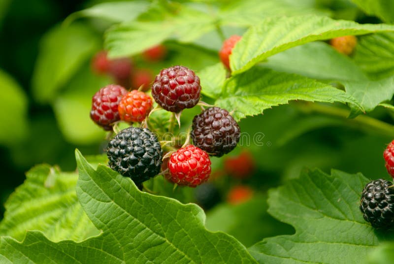 Taste blackberry stock image. Image of nature, taste 31768467