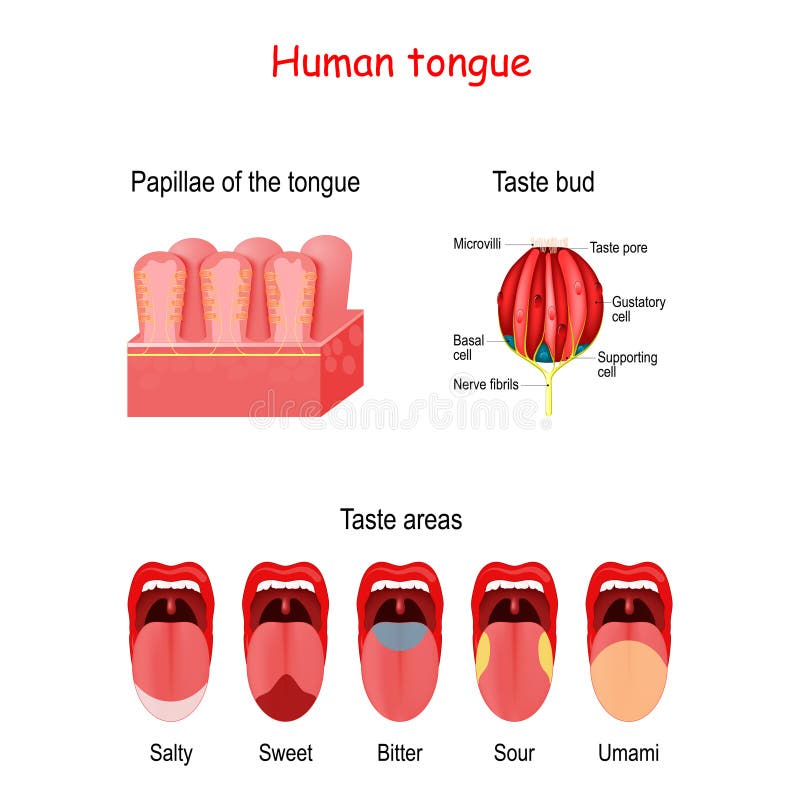 Taste bud and the papillae of the tongue. basic taste areas: sweet, salty, sour, bitter and umami