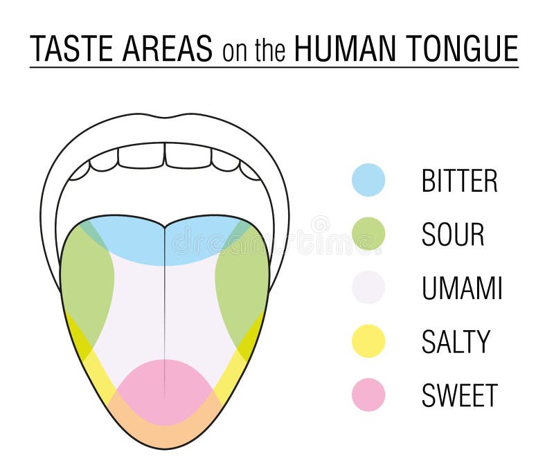 Tongue Chart Taste Buds