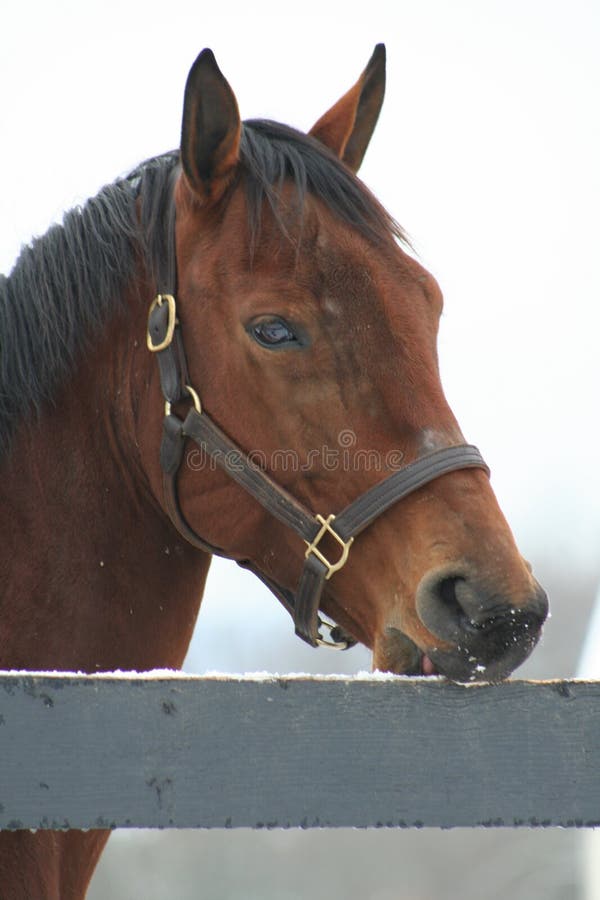 222 Horse Licking Stock Photos Free & RoyaltyFree Stock Photos from