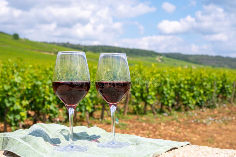 Tasting of burgundy red wine from grand cru pinot noir  vineyards, two glasses of wine and view on green vineyards in Burgundy