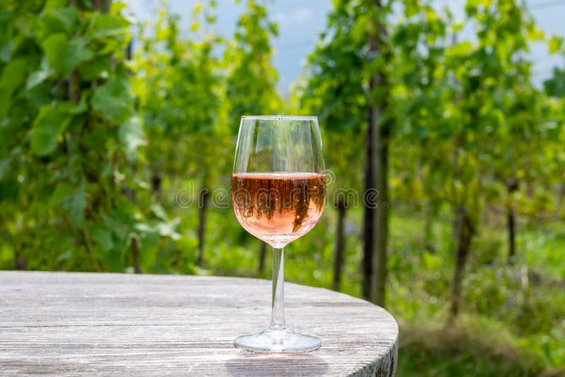 Tasting of Dutch Rose Wine on Vineyard in Summer Stock Photo Image of