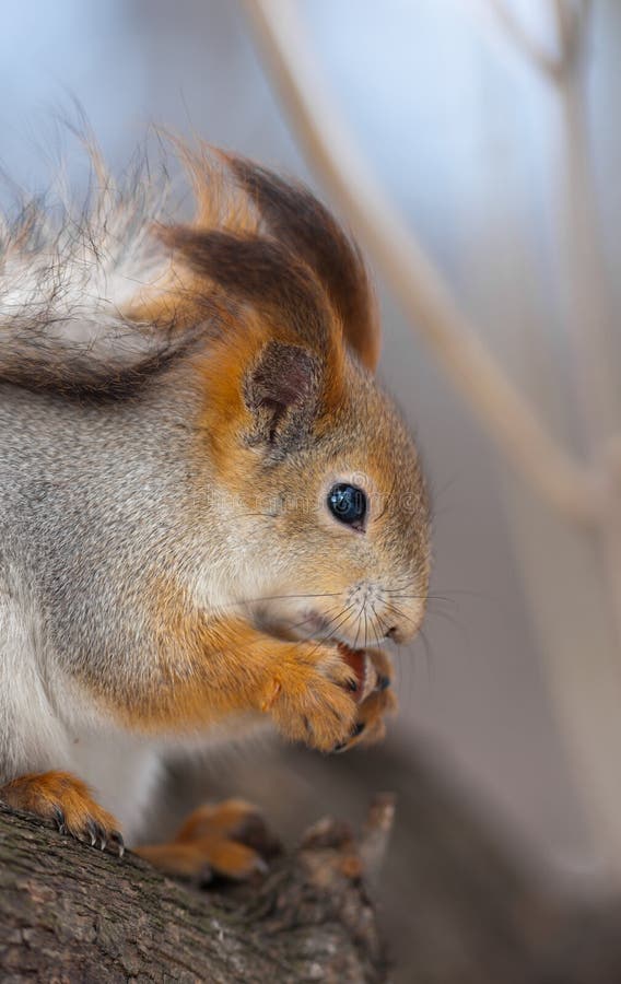 Tasty nut royalty free stock photos