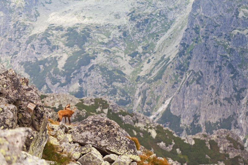 Tatra chamois in Hight Tatras