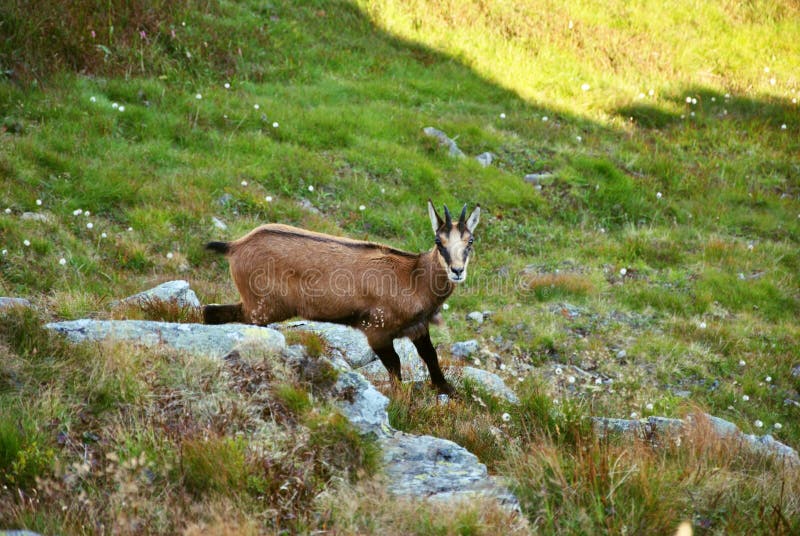 Tatra chamois (rupicapra rupicapra tatrica) in mountains with blue sky background. High Tatras, Slovakia, Eastern Europe.