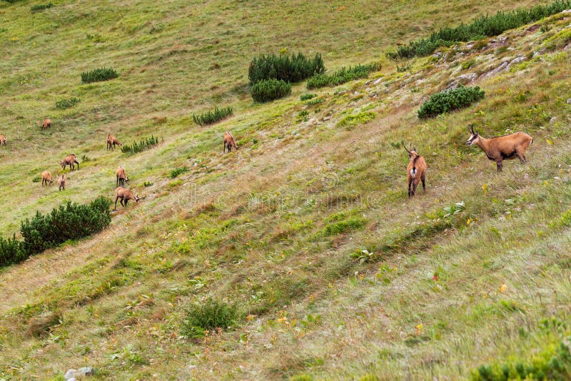 Tatra chamois in Hight Tatras