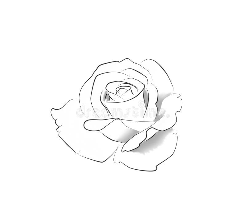 Tattoo Art Line Drawing of a Rose Stock Illustration Illustration of