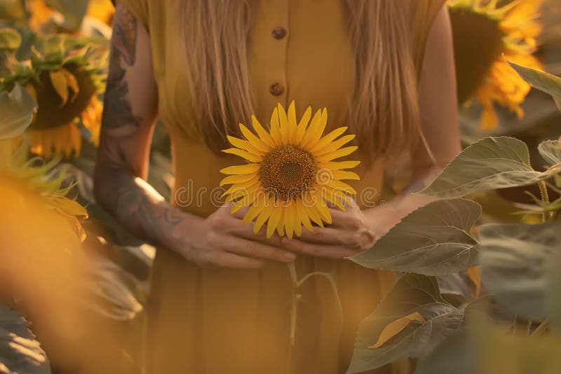 Sunflower Tattoo Stock Photos  Free  RoyaltyFree Stock Photos from  Dreamstime
