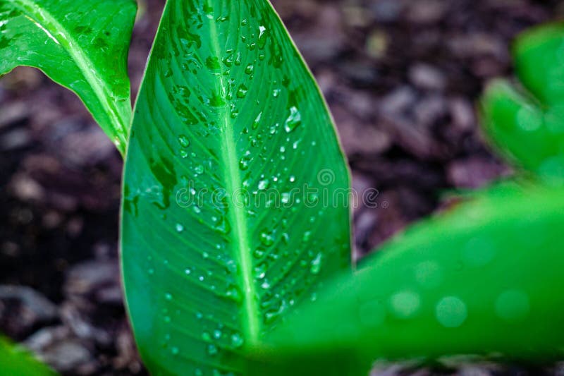 Tau auf den Bl?ttern nach Regen Tropfen lizenzfreies stockfoto Tau auf den Bl?ttern nach Regen Tropfen lizenzfreies stockfoto