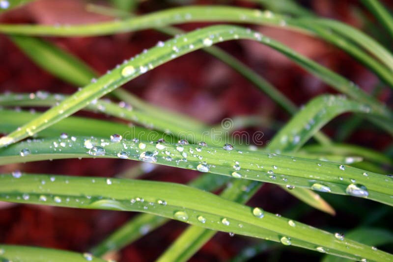 Tau auf Gras lizenzfreie stockfotos Tau auf Gras lizenzfreie stockfotos