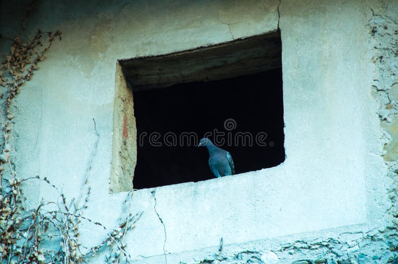 Taube auf dem Fenster stockbild. Bild von tür, pfosten