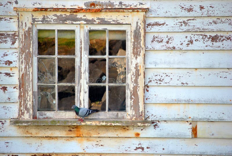 Taube im Fenster stockfoto. Bild von reflexion, schale