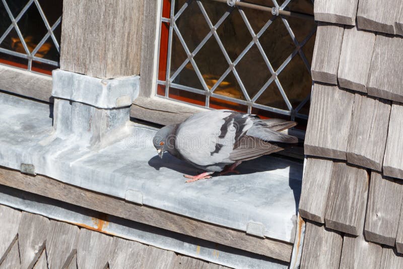 Taube auf dem Fenster stockbild. Bild von tür, pfosten