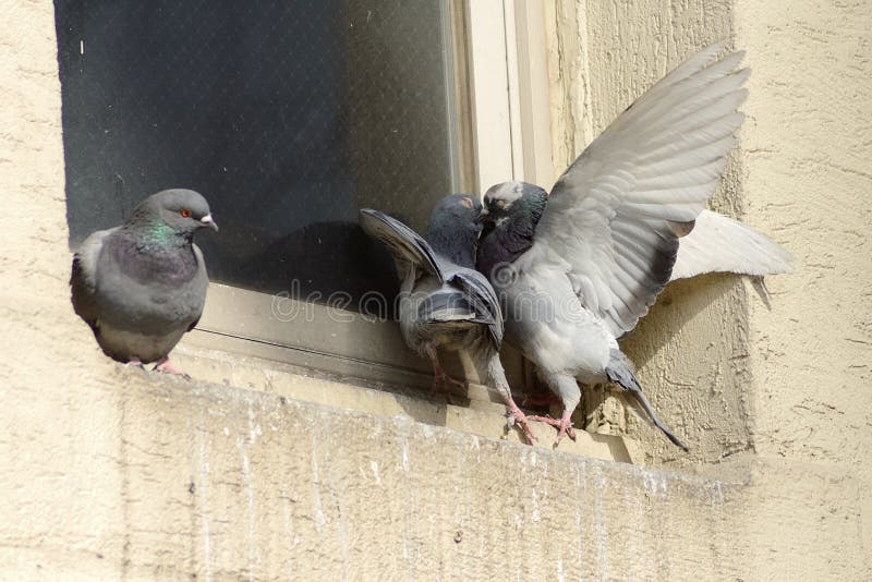 Tauben stockfoto. Bild von neid, taube, tier, zusammen