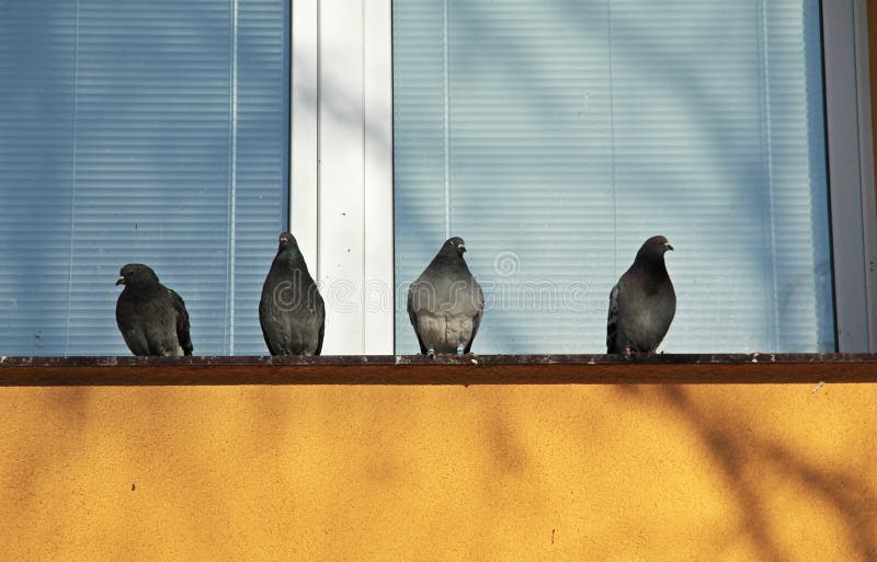 Tauben auf dem Fenster stockfoto. Bild von frei, augen