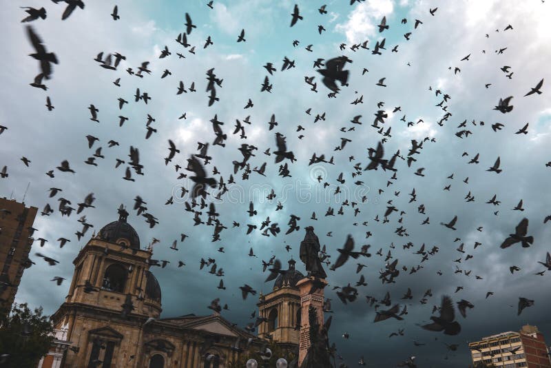 Tauben, die über Piazza Murillo in Bolivien fliegen stockbild Tauben, die über Piazza Murillo in Bolivien fliegen stockbild