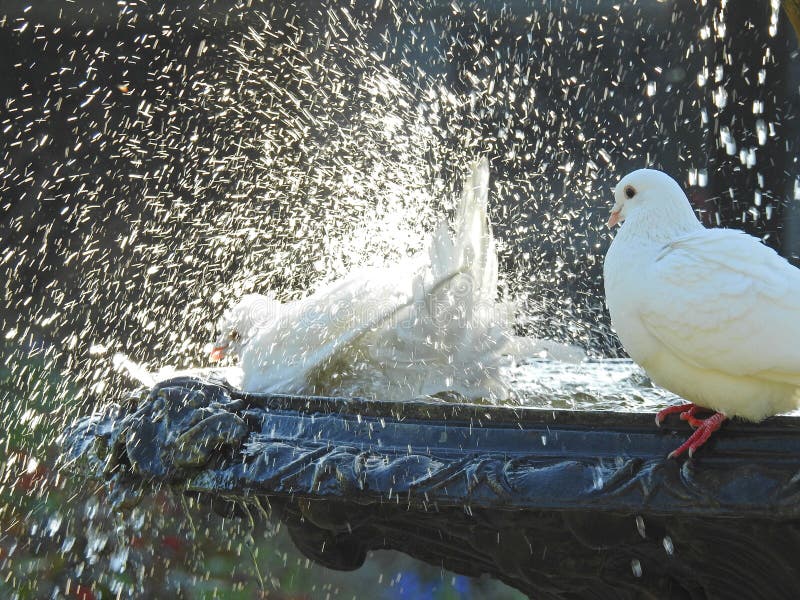 Tauben Im Brunnen, Der Vogelbad Hat Stockfoto Bild von