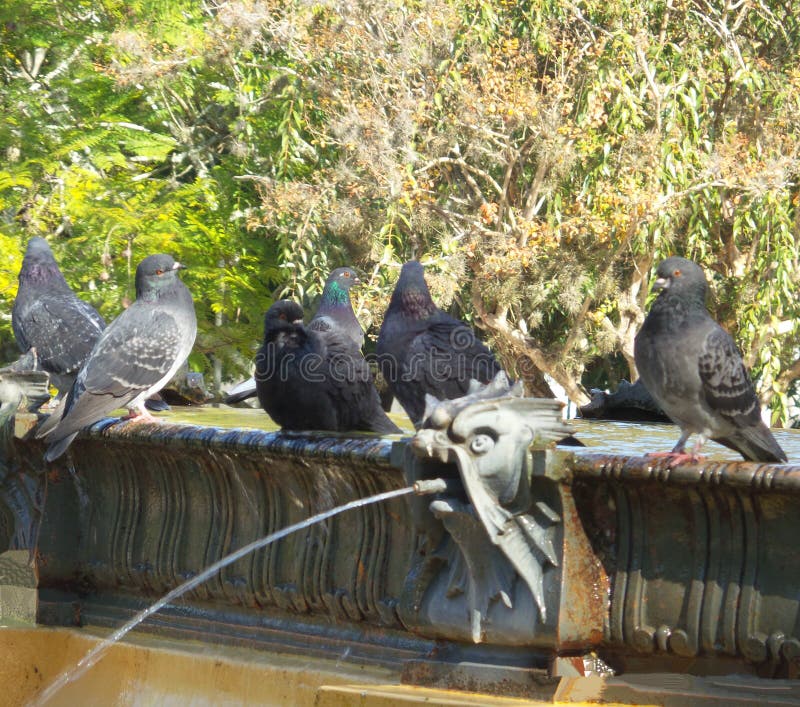 Tauben Im Brunnen, Der Vogelbad Hat Stockfoto Bild von