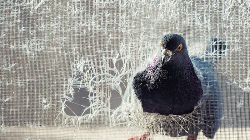 Pigeon peeks into a torn mosquito net. Columba livia. Pigeon peeks into a torn mosquito net. Columba livia.