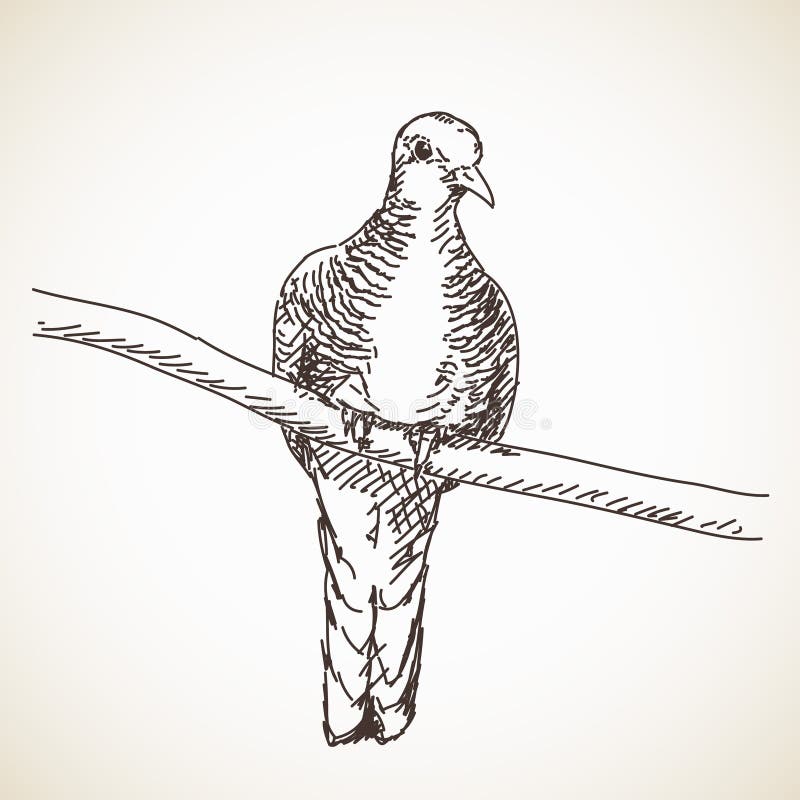 Taubenvogel Hand gezeichnet lizenzfreie abbildung Taubenvogel Hand gezeichnet lizenzfreie abbildung