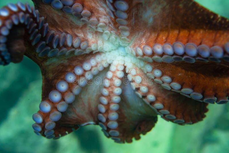 Tauchen und Unterwasserphotographie, Krake unter Wasser in seinem natürlichen Lebensraum vektor abbildung Tauchen und Unterwasserphotographie, Krake unter Wasser in seinem natürlichen Lebensraum vektor abbildung