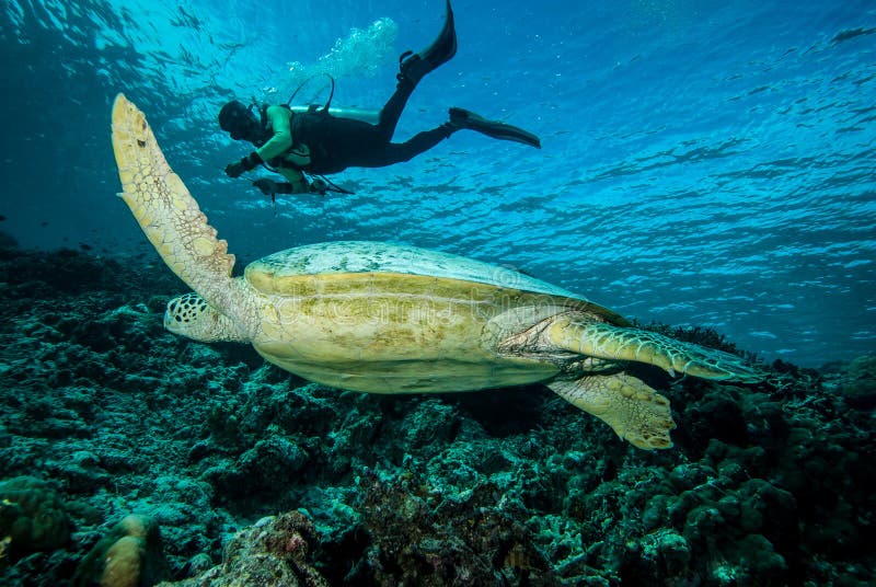 Taucher und grüne Meeresschildkröte in Derawan, Unterwasserfoto Kalimantan, Indonesien lizenzfreie stockbilder Taucher und grüne Meeresschildkröte in Derawan, Unterwasserfoto Kalimantan, Indonesien lizenzfreie stockbilder