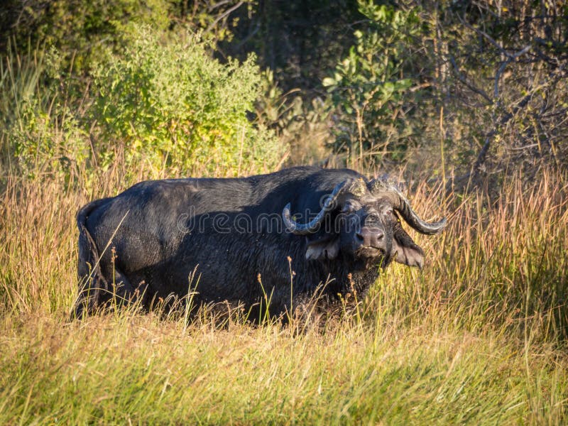 Taureau africain énorme de buffle d'eau se tenant dans le marais avec le lookin élevé d'herbe vers la visionneuse, Moremi NP, Bot photographie stock Taureau africain énorme de buffle d'eau se tenant dans le marais avec le lookin élevé d'herbe vers la visionneuse, Moremi NP, Bot photographie stock
