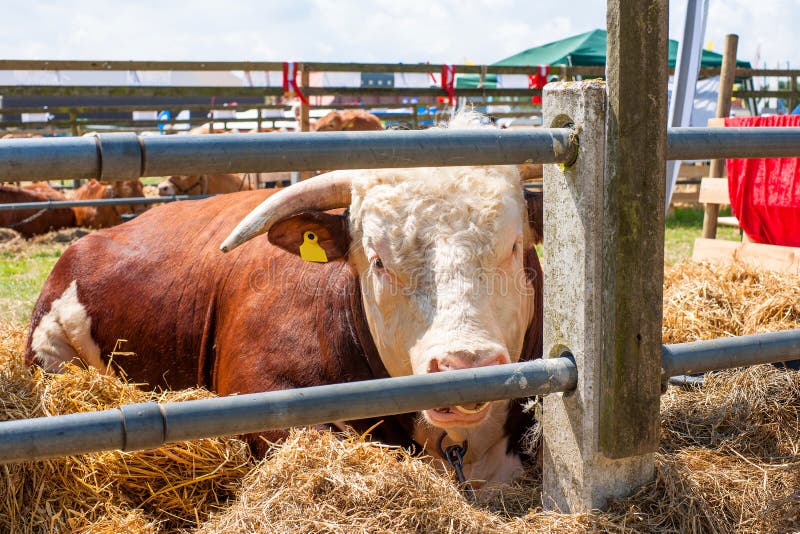Taureau de Hereford se reposant en foin photographie stock libre de droits Taureau de Hereford se reposant en foin photographie stock libre de droits