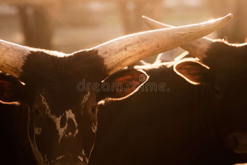 Watusi bull (Bos primigenius taurus). Also known as Egyptian or Hamitic Longhorn. Watusi bull (Bos primigenius taurus). Also known as Egyptian or Hamitic Longhorn