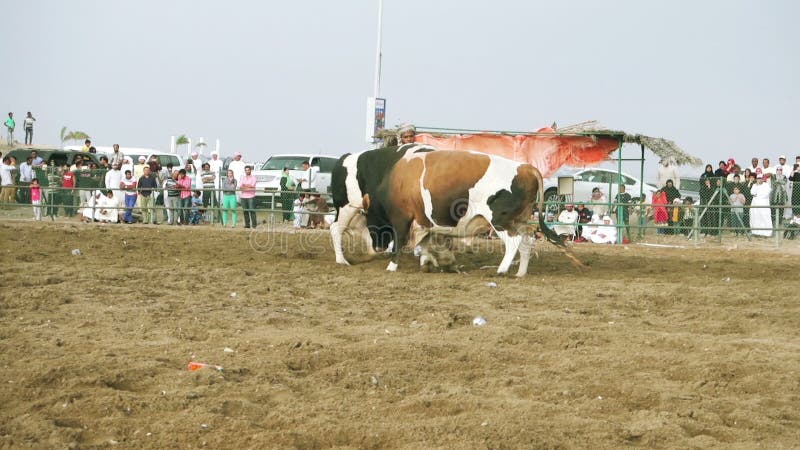 Tauromachie au Foudjairah