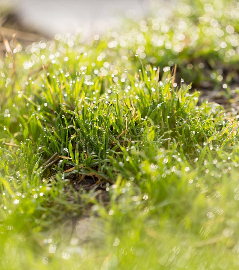 Tautropfen auf dem grünen Gras Makro stockfotografie Tautropfen auf dem grünen Gras Makro stockfotografie
