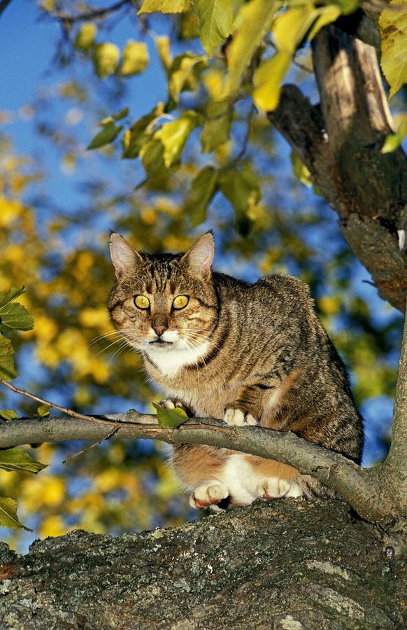 Tavola marrone e gatto domestico bianco europeo adulto in piedi su un albero fotografia stock