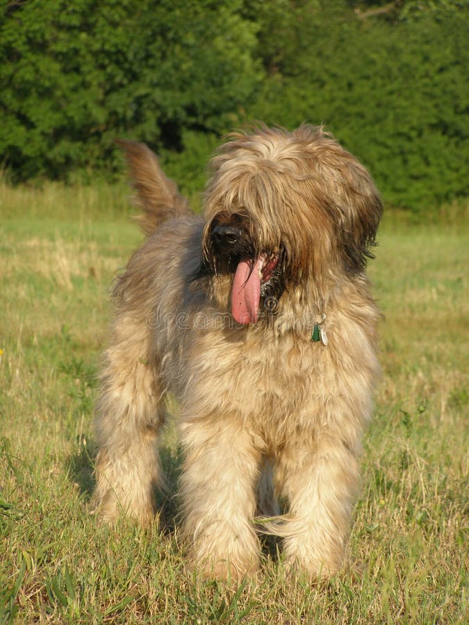 Tawny briard