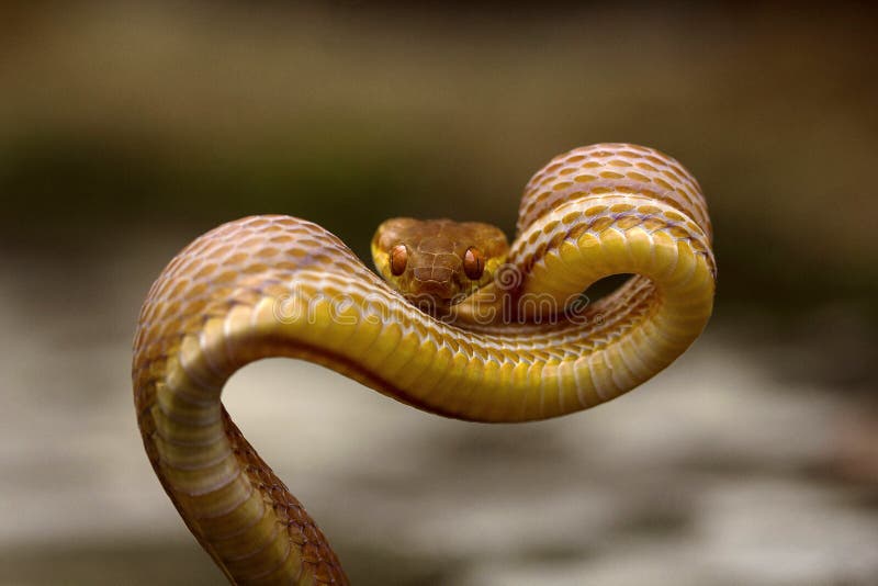 Tawny Cat Snake, Boiga Ochracea, Colubridae, Gumti, Tripura , India Stock  Image - Image of venom, scale: 118244367