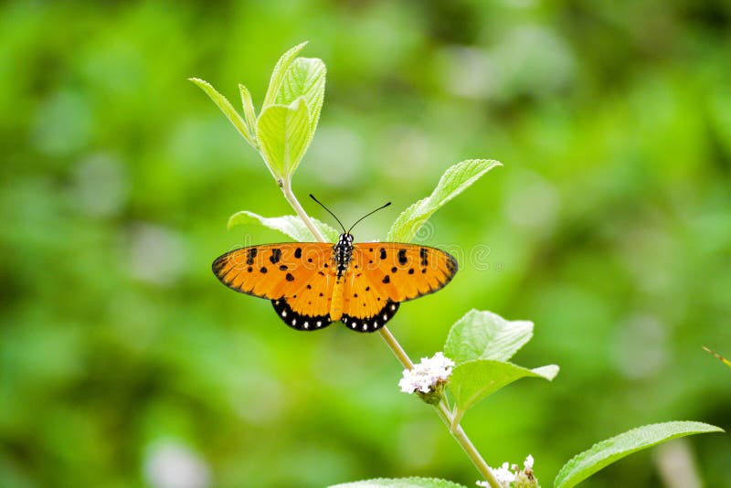 Tawny Coster Butterfly in Indien stockbild Tawny Coster Butterfly in Indien stockbild