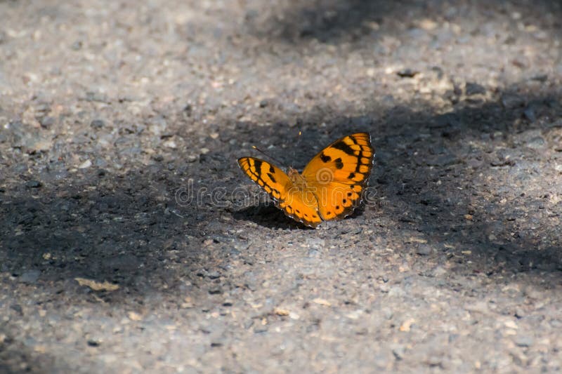 Tawny coster motyl obraz royalty free Tawny coster motyl obraz royalty free