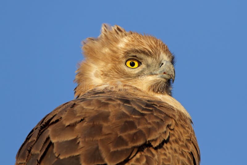 Tawny eagle