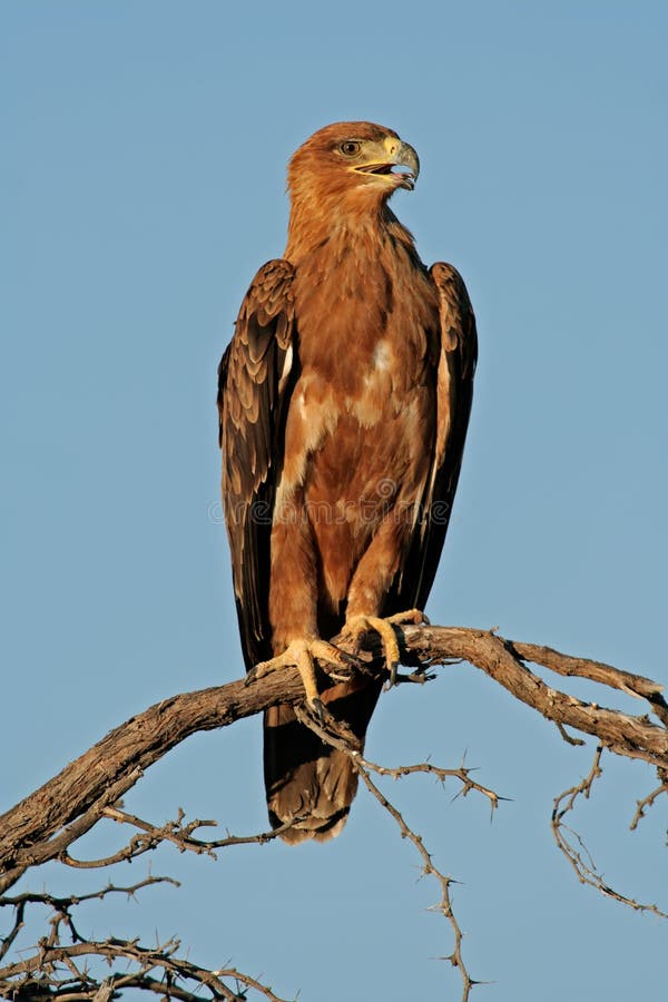 Tawny eagle