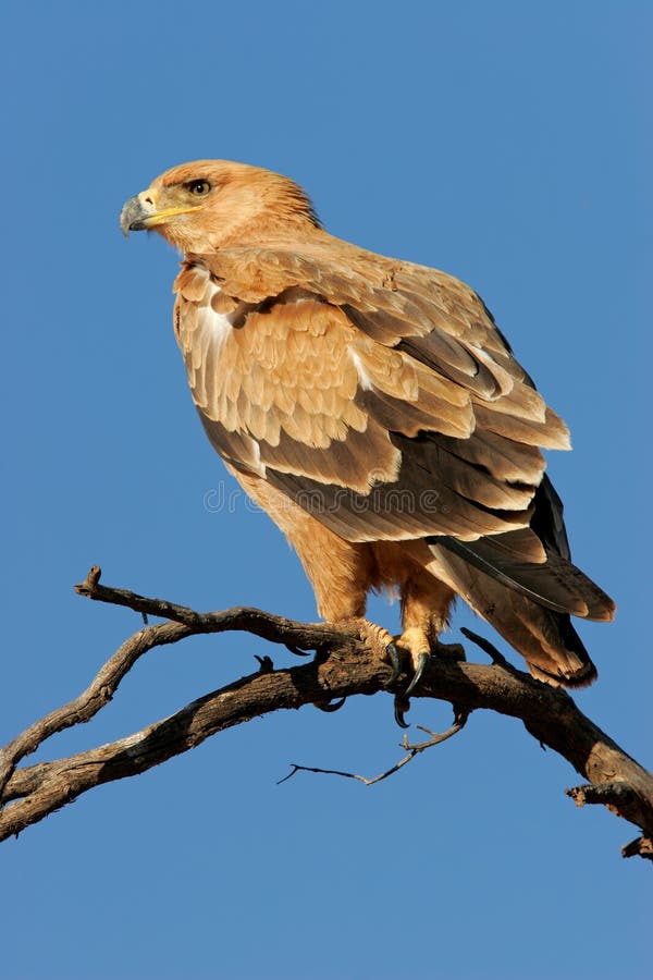 Tawny eagle