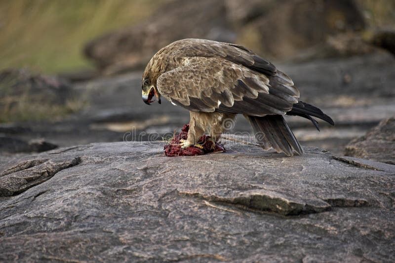 Tawny Eagle, aquila rapax, Adult with a Piece of Zebra`s Meat, Masai Mara Park in Kenya