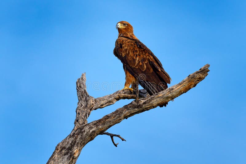 Tawny eagle, Aquila rapax, large bird of prey sitting on the branch with blue sky. royalty free stock images