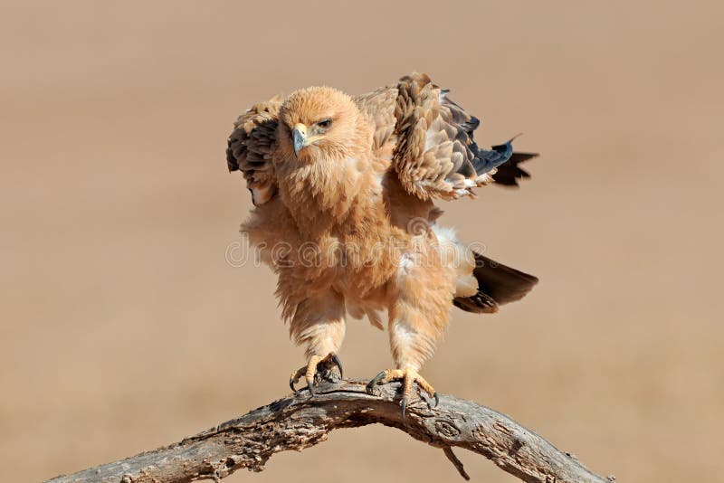 Tawny eagle