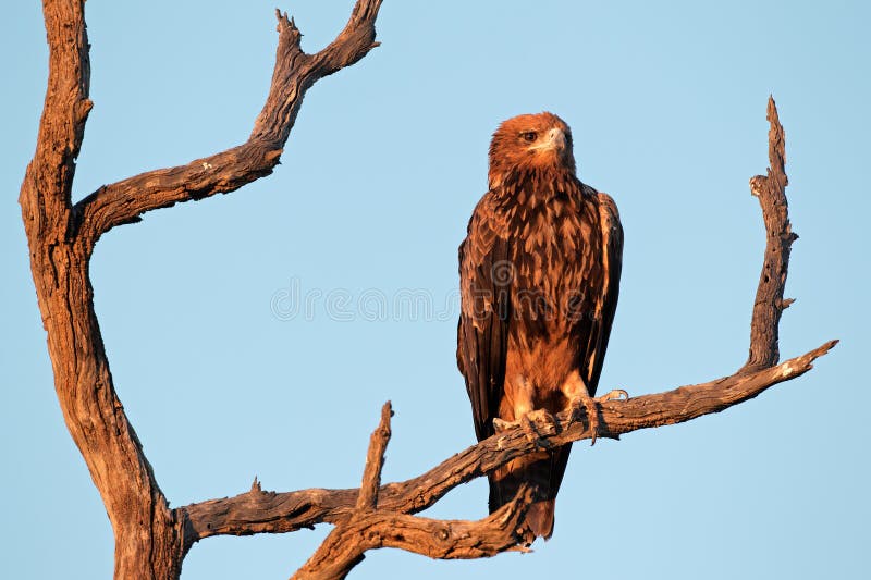 Tawny eagle